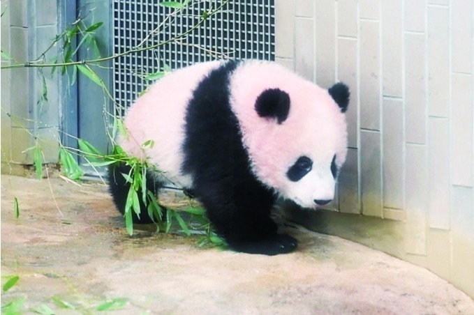 本店は 上野動物園 シャンシャン ポストカード ステッカー パルコヤ