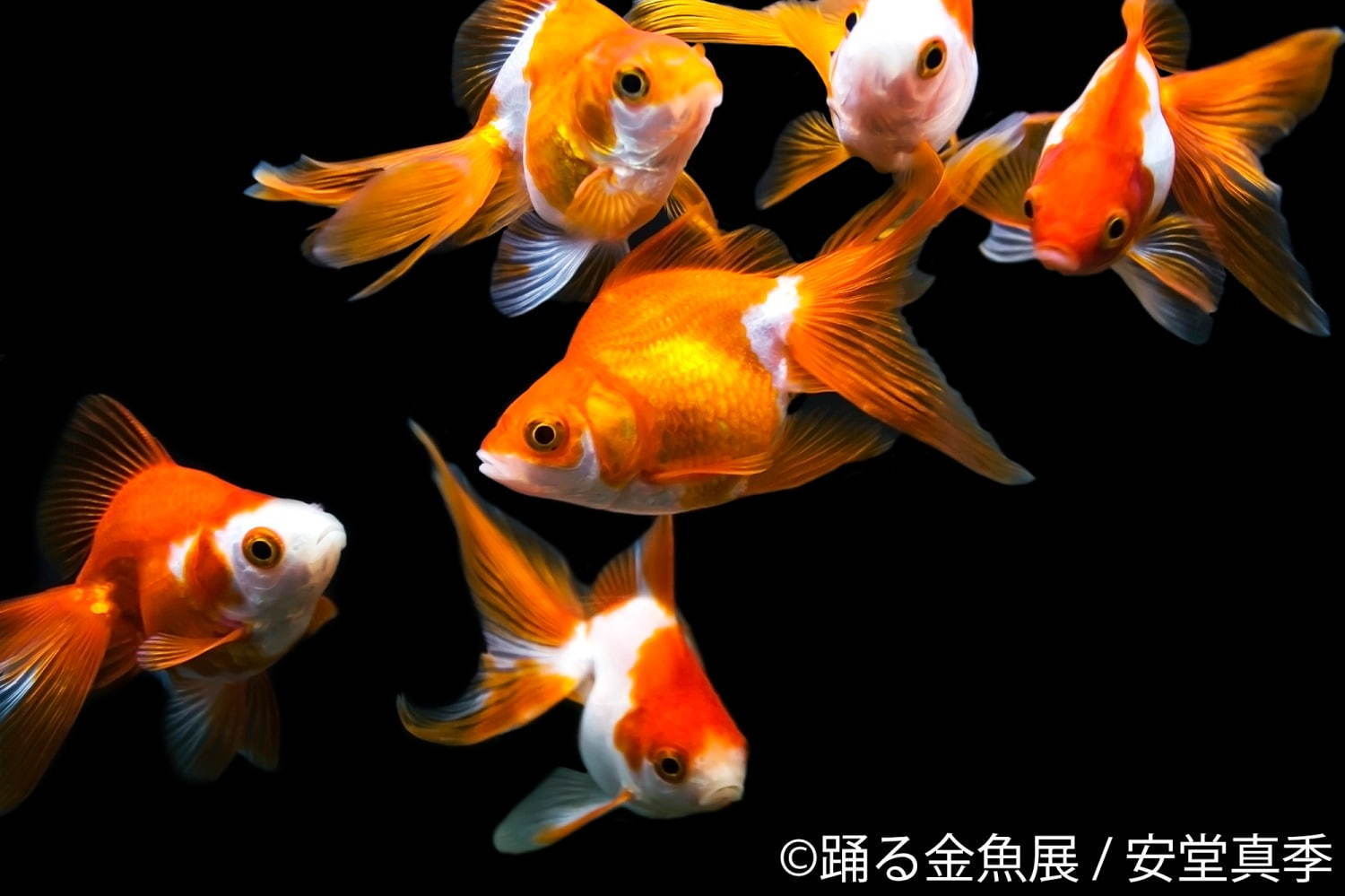 金魚の写真 イラスト展 踊る金魚展 東京 名古屋で ガラス