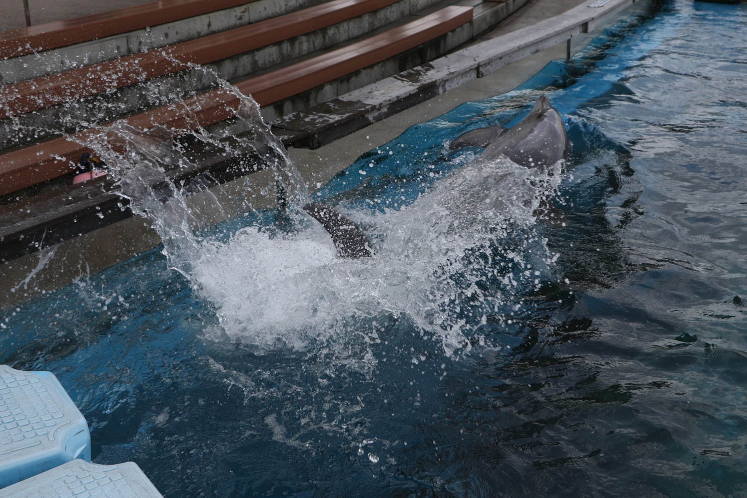 横浜・八景島シーパラダイスの夏イベント、クラゲゾーンが“五感で感じる”「くらげりうむ」に｜写真14