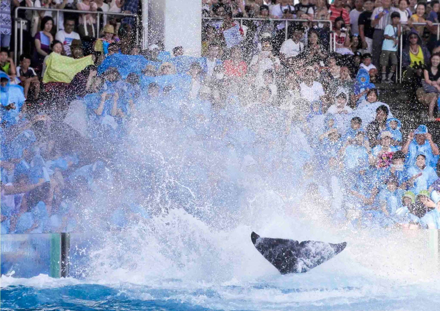 鴨川シ ワールドのサマーイベント シャチの ずぶ濡れ パフォーマンスや夜の水族館でお泊り ファッションプレス