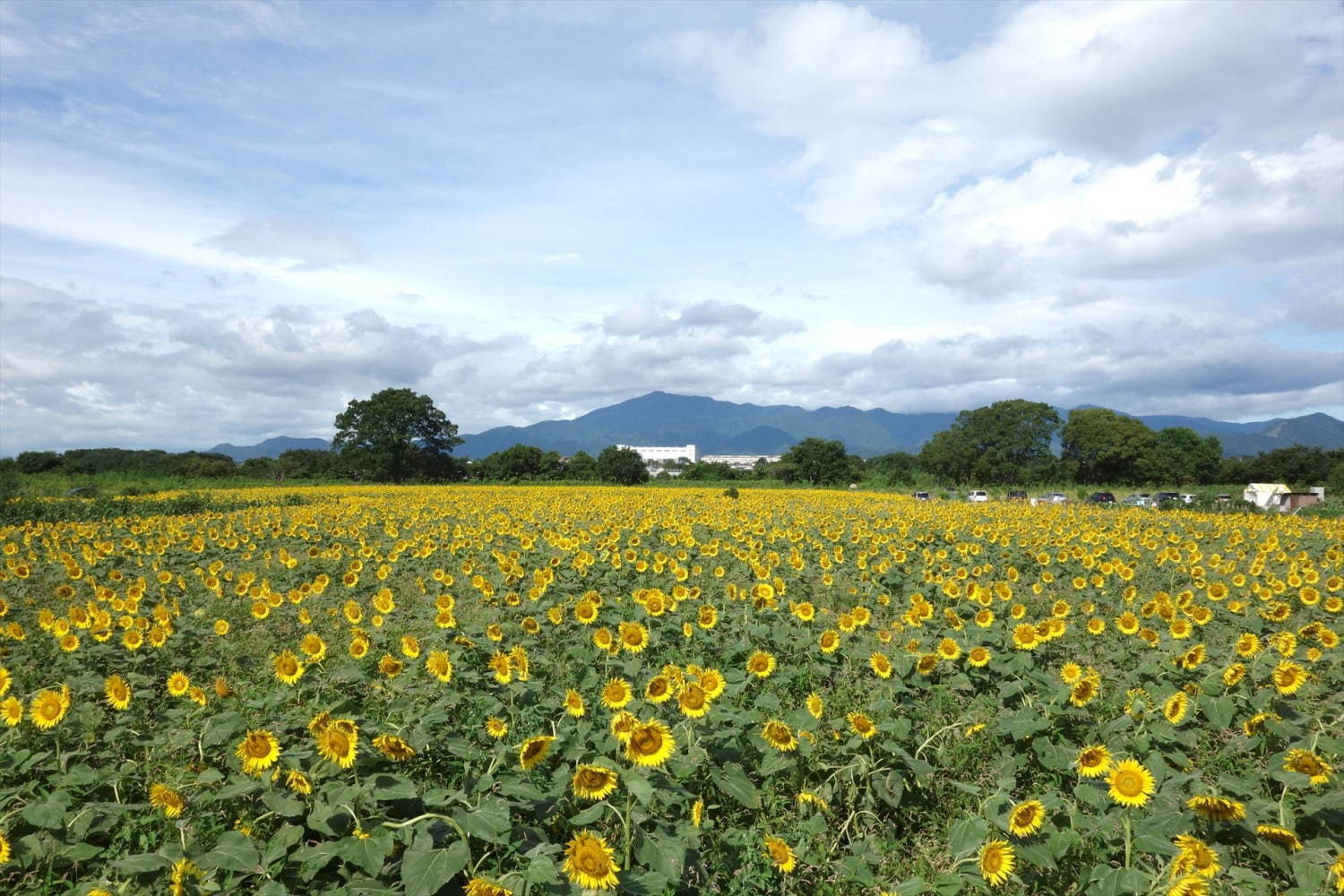 55万本の大輪が咲く「ひまわりまつり」が神奈川・座間で、“黄色い絨毯”のように広がるひまわり畑｜写真2