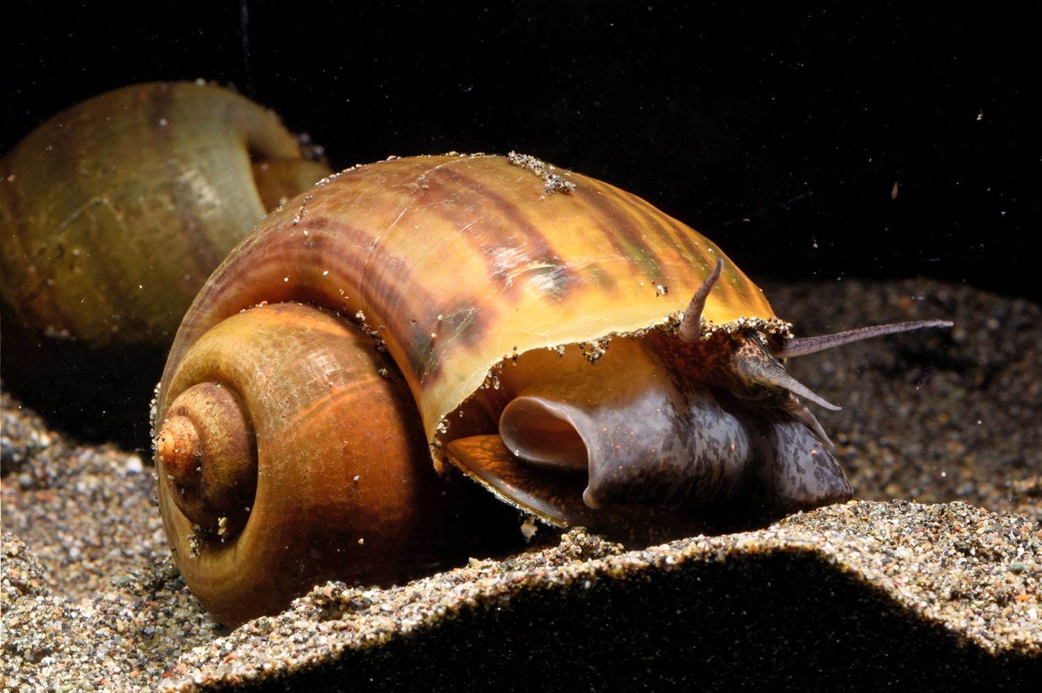 新江ノ島水族館「えのすいワンダーアクアリウム 2019」彩りの秋＆ハロウィンを海の生き物×光で表現｜写真19