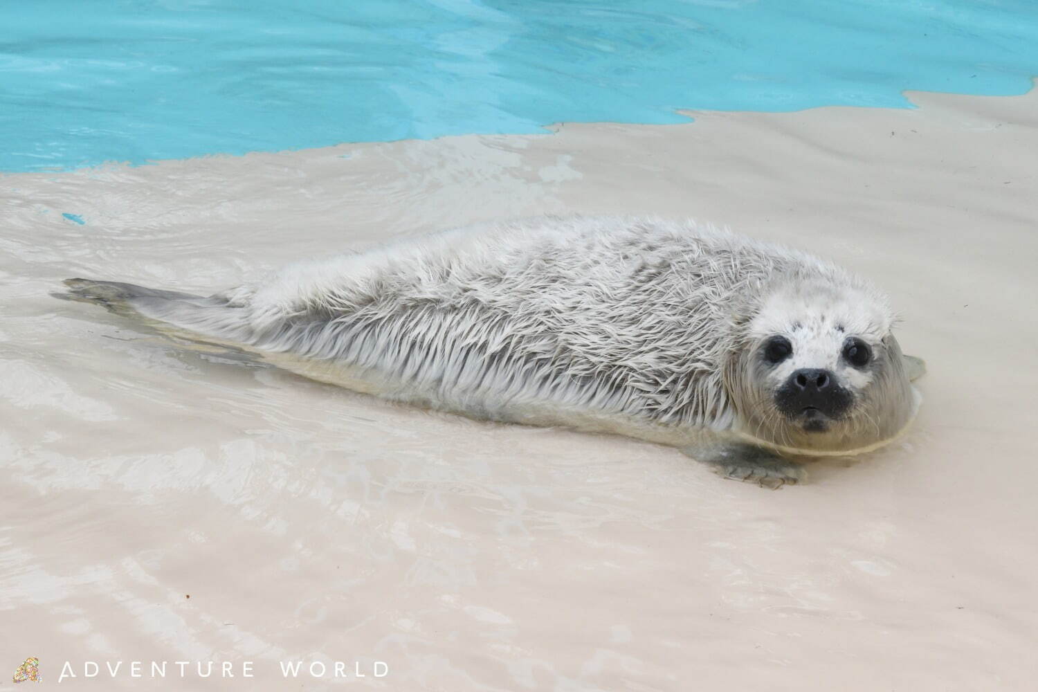 白浜「アドベンチャーワールド」7頭のパンダ家族がいる動物園や水族館、和歌山旅行に必見のアクセス方法も｜写真11