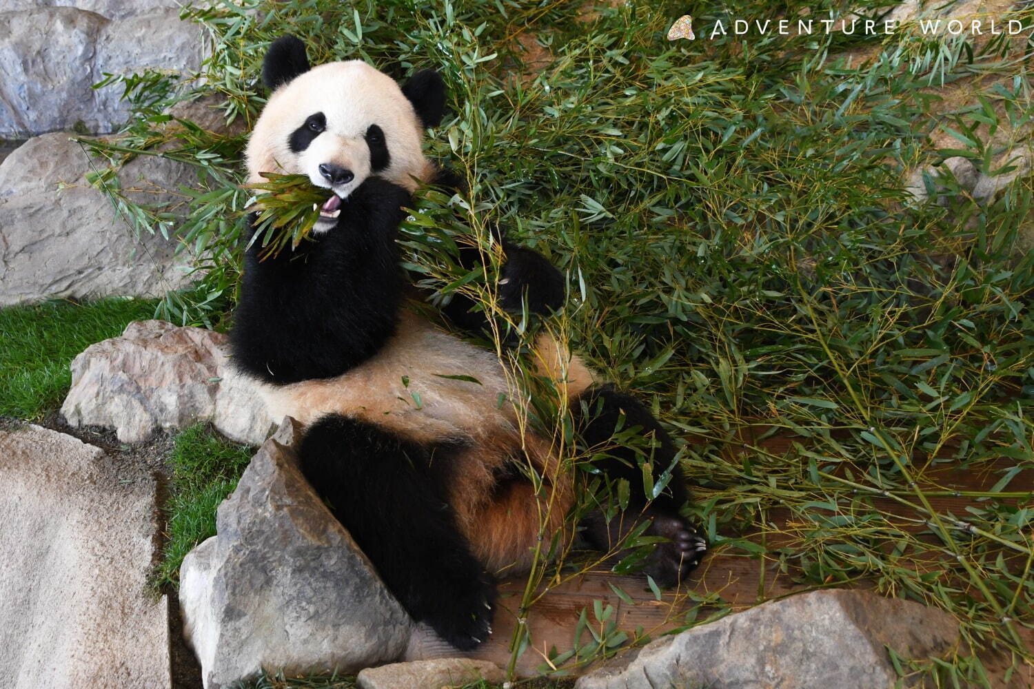 白浜 アドベンチャーワールド 7頭のパンダ家族がいる動物園や水族館 和歌山旅行に必見のアクセス方法も ファッションプレス