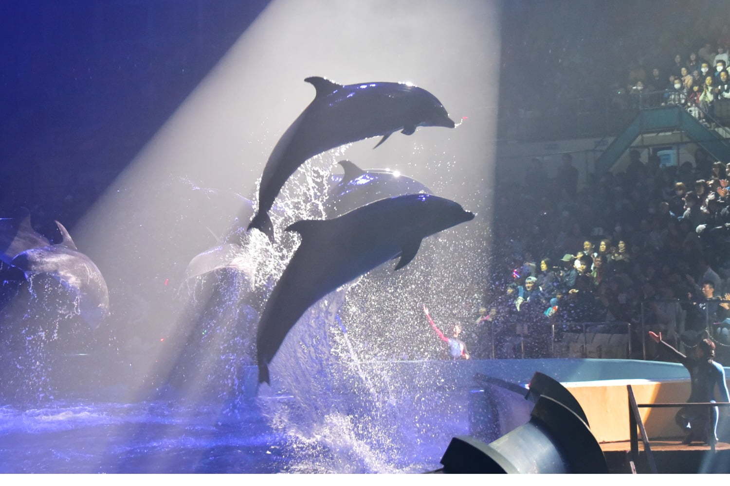南紀白浜アドベンチャーワールドのナイトマリンライブ Loves イルカ クジラのダイナミックショー ファッションプレス