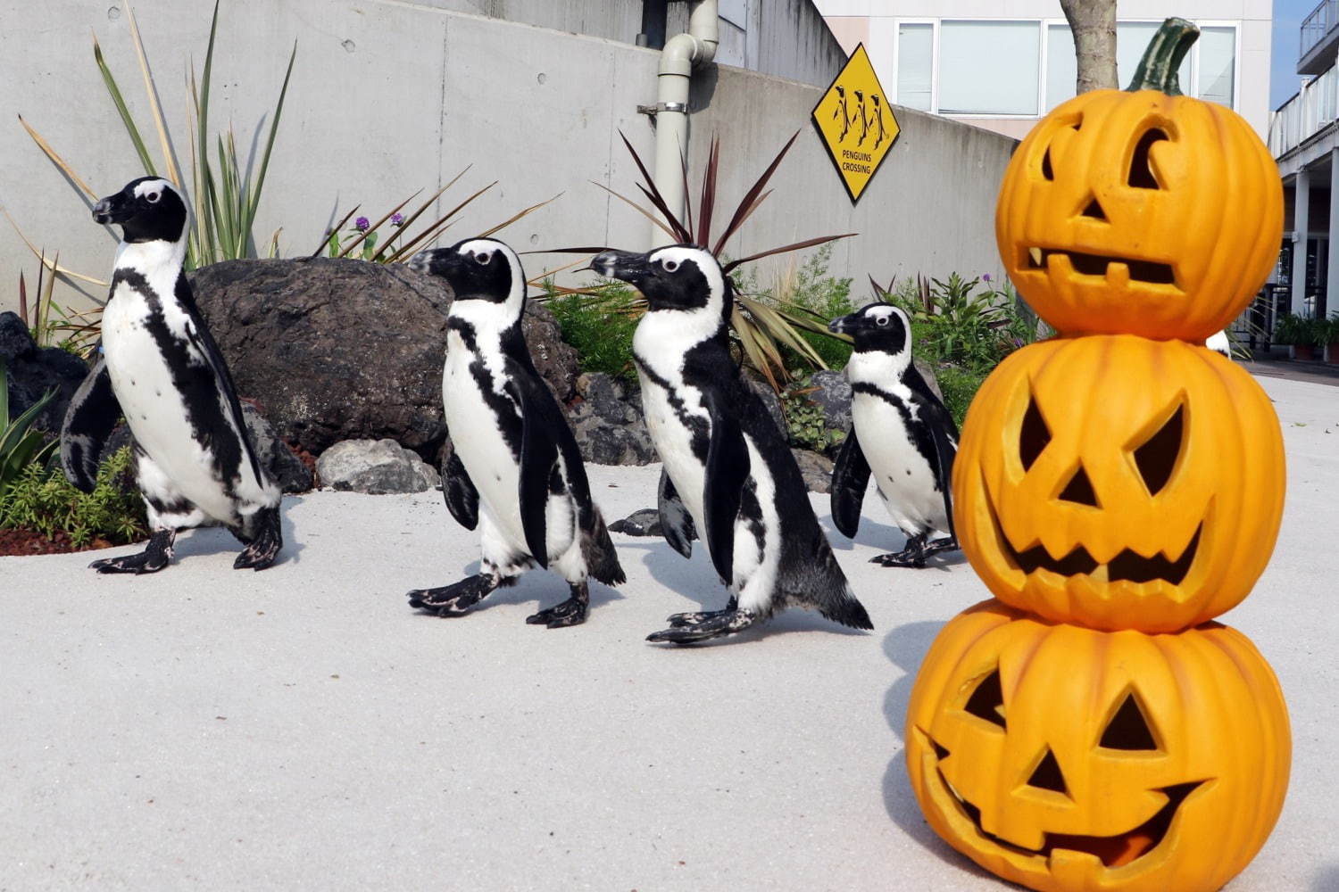横浜 八景島シーパラダイスの秋イベント ペンギンによるハロウィンパレード 季節限定イルカショーも ファッションプレス