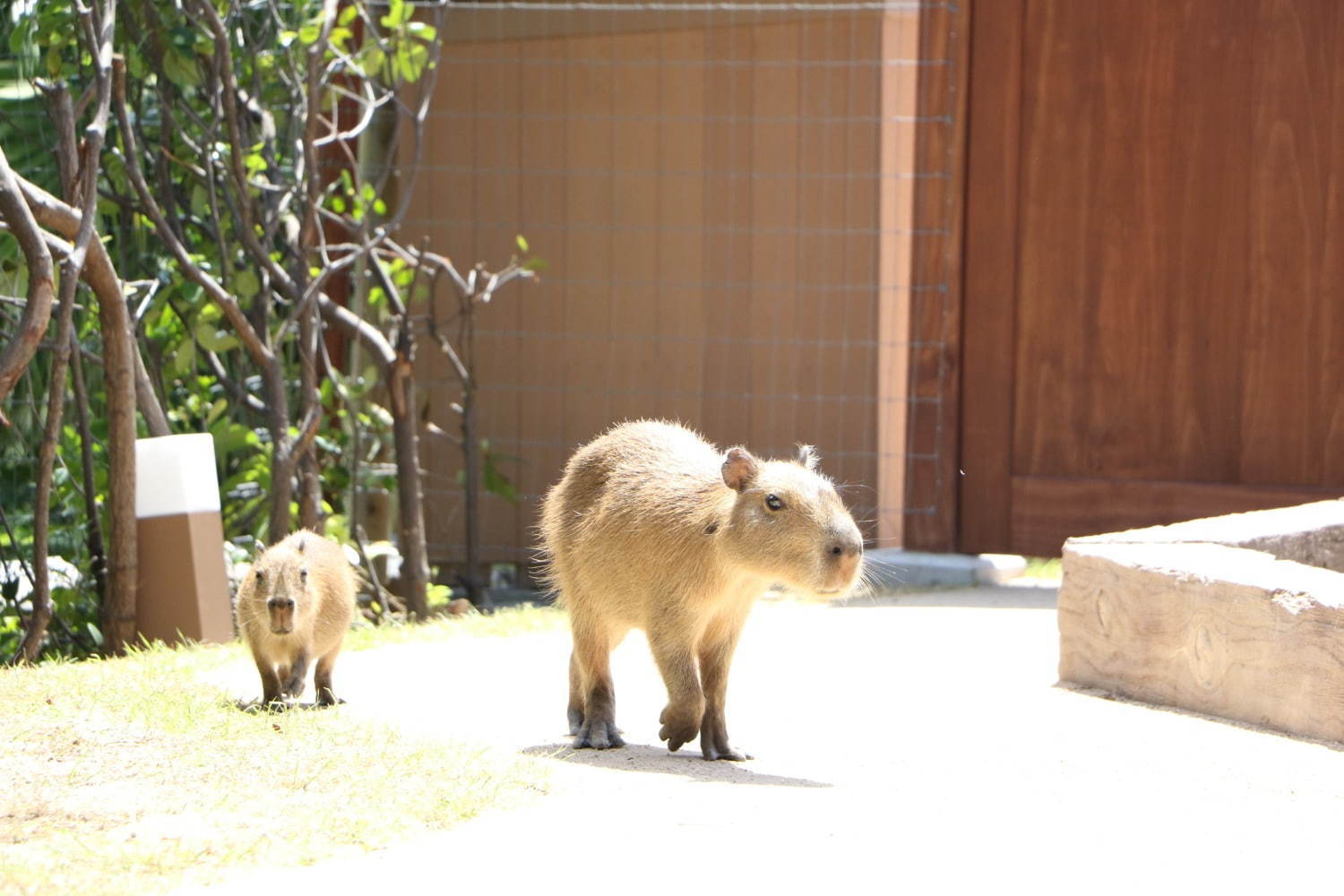 横浜・八景島シーパラダイスの秋イベント、ペンギンによるハロウィンパレード＆季節限定イルカショーも｜写真2