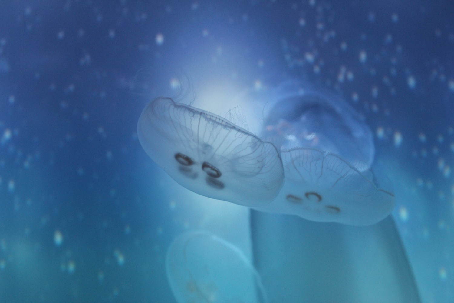 すみだ水族館「雪とクラゲ」美しい冬の都会にクラゲ浮かぶ幻想空間｜写真25