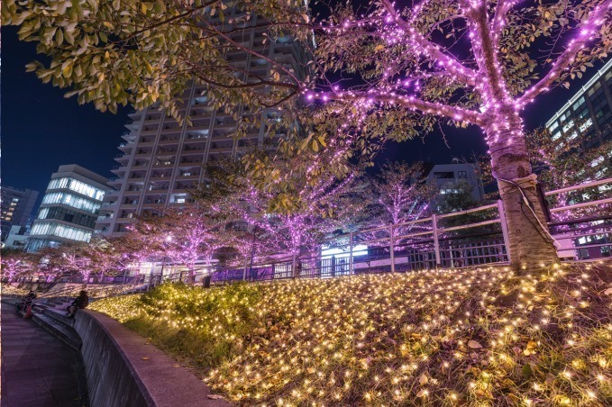 「目黒川みんなのイルミネーション2019」総延長約2.2km、41万個のLEDで楽しむ“冬の桜”｜写真22