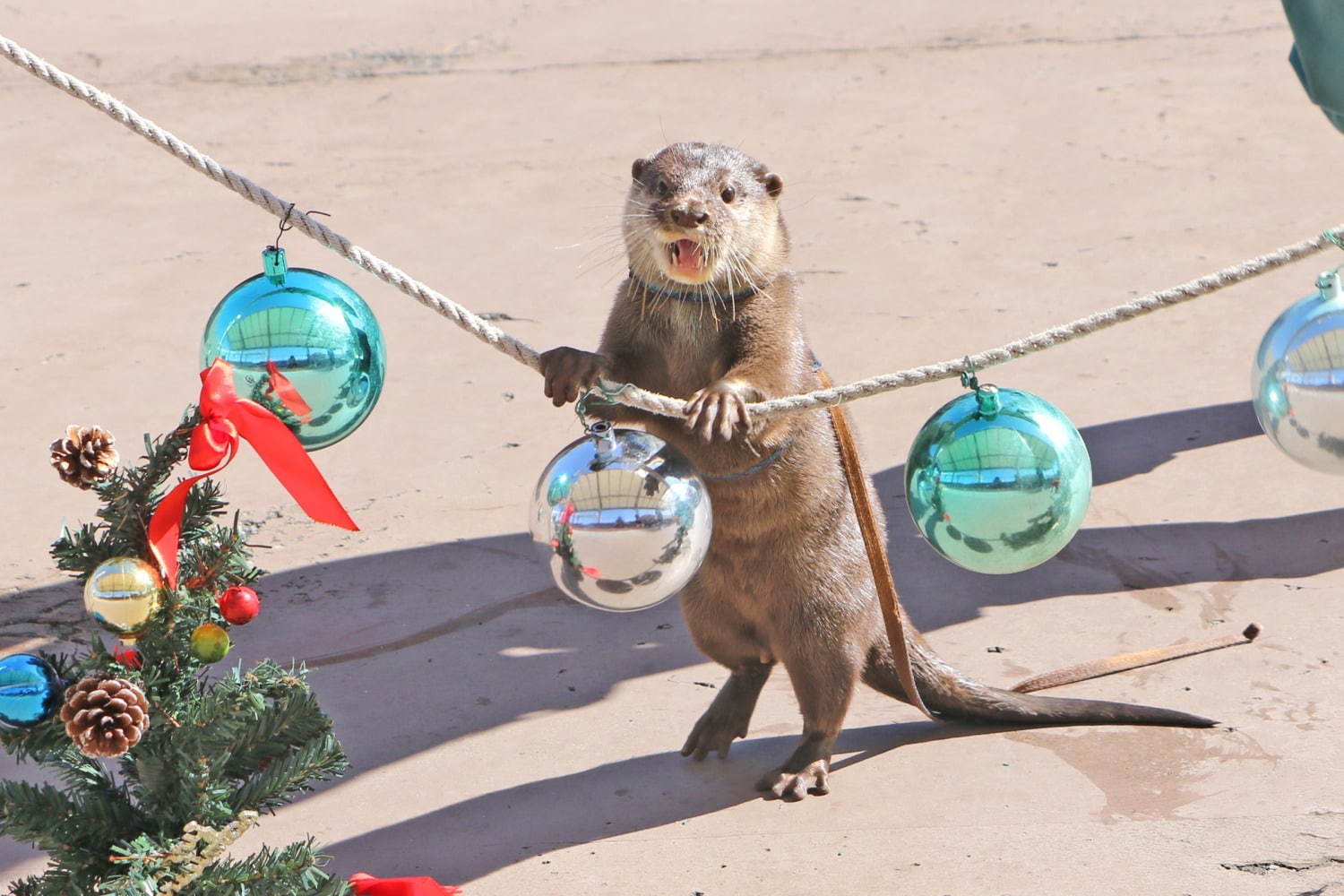 横浜・八景島シーパラダイスのクリスマス、サンタが水槽に現れるイワシショーやペンギンパレード｜写真4