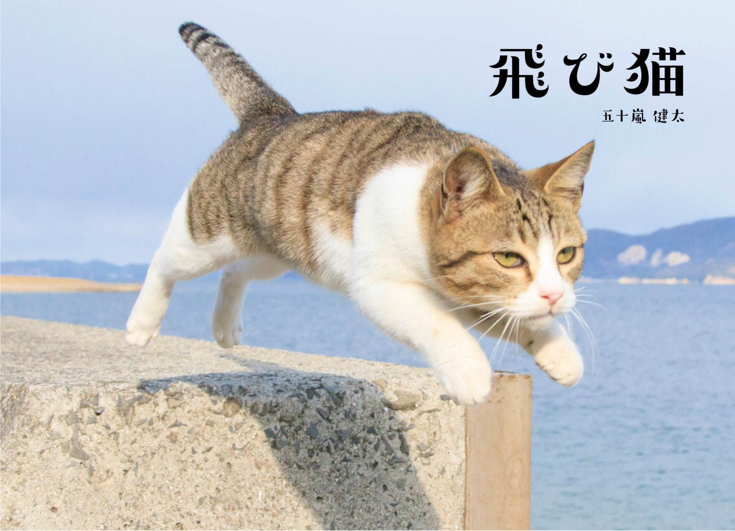 飛び猫写真展」広島・宮城・秋田で、ネコの“ジャンプ姿”を捉えた作品