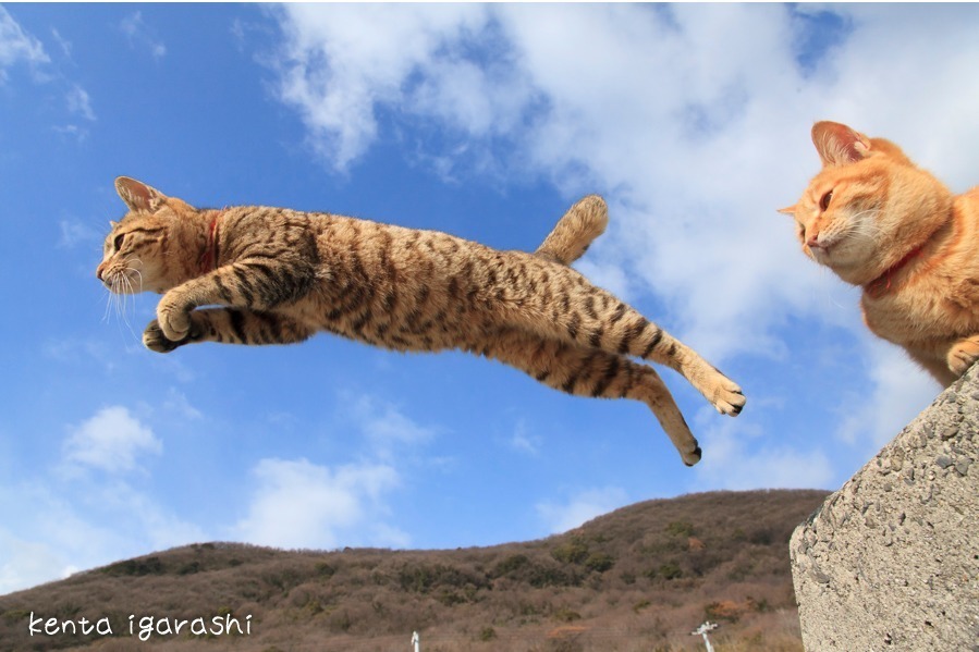 ねこの写真展が横浜赤レンガ倉庫で開催 あらゆるジャンルの写真家が猫の 素顔 に迫る ファッションプレス