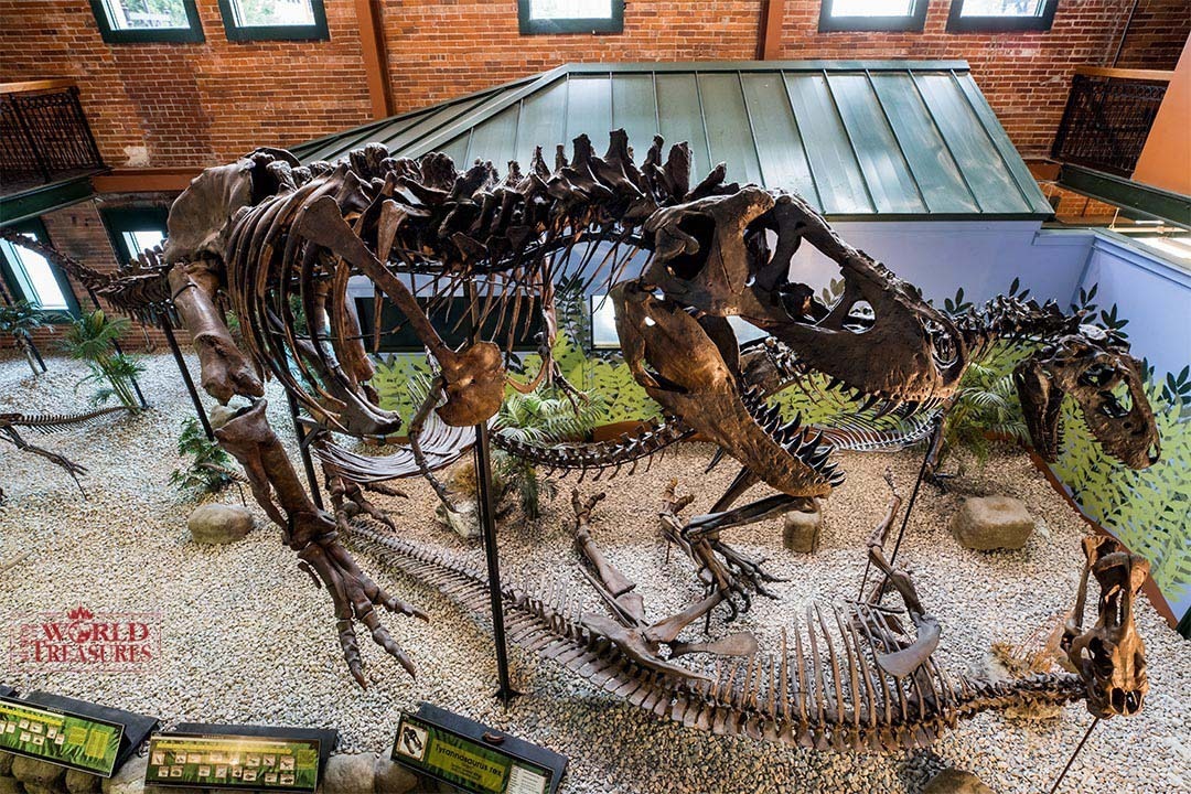 ティラノサウルス展 大阪南港atcホールで 日本初公開の標本など5体の全身復元骨格が集結 ファッションプレス