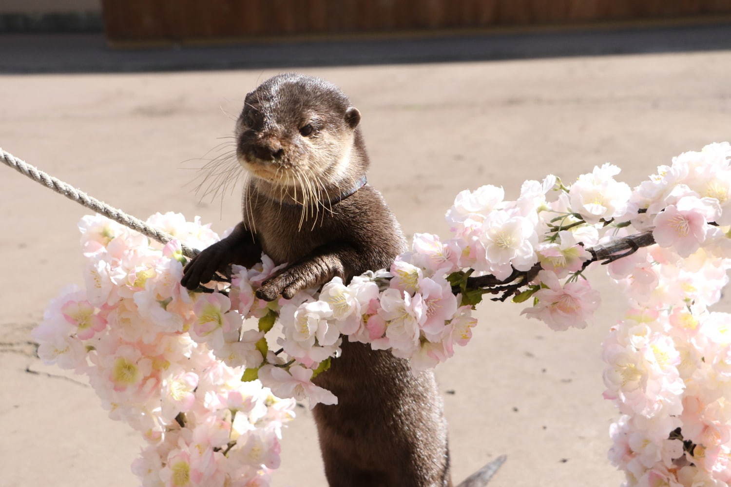 八景島シーパラダイスの春イベント、5万尾のイワシによる桜パフォーマンスやペンギンお花見パレード｜写真5