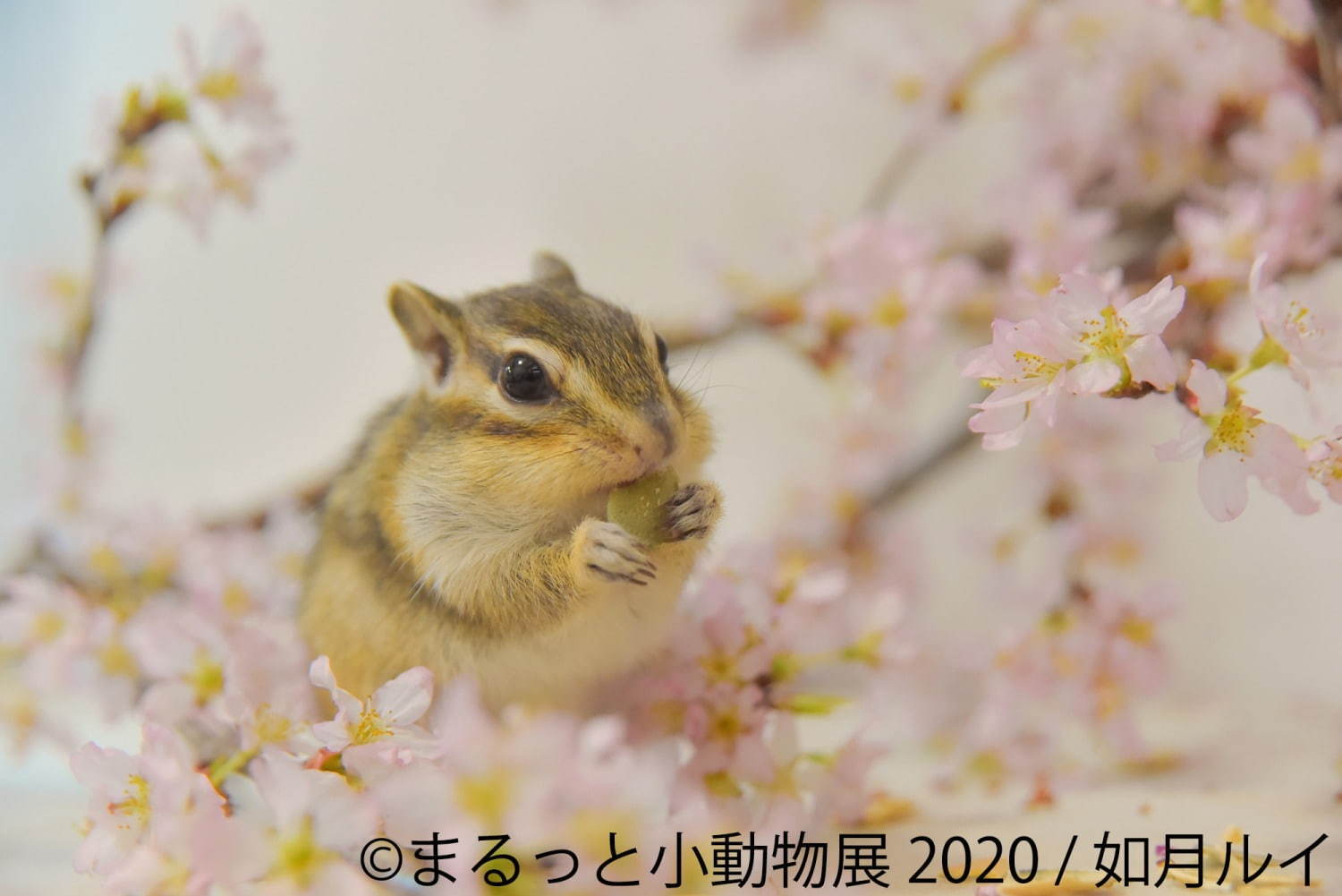 写真展 物販展 まるっと小動物展 名古屋 東京で フェレット デグーが新登場 過去最大規模に ファッションプレス