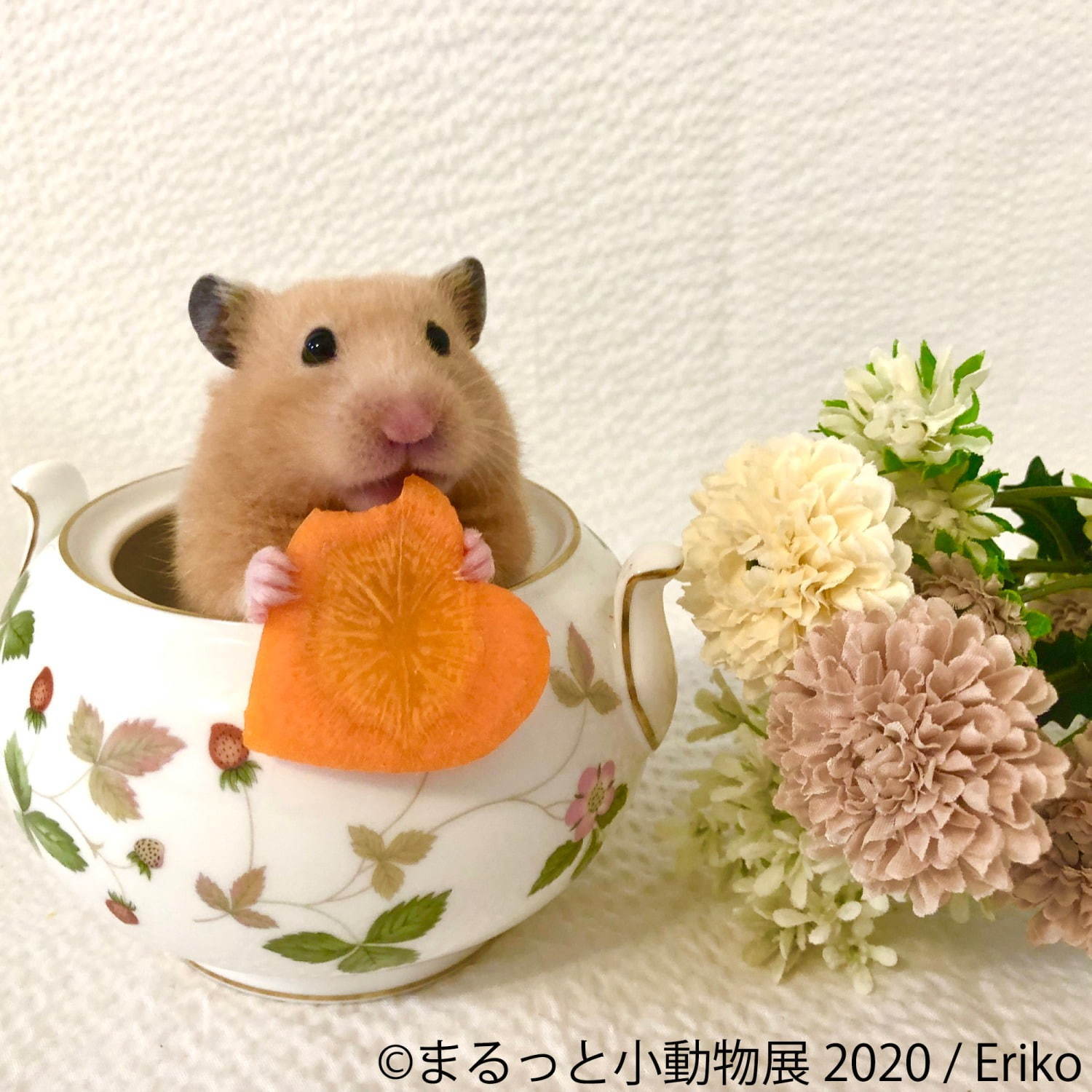 写真展 物販展 まるっと小動物展 名古屋 東京で フェレット デグーが新登場 過去最大規模に ファッションプレス