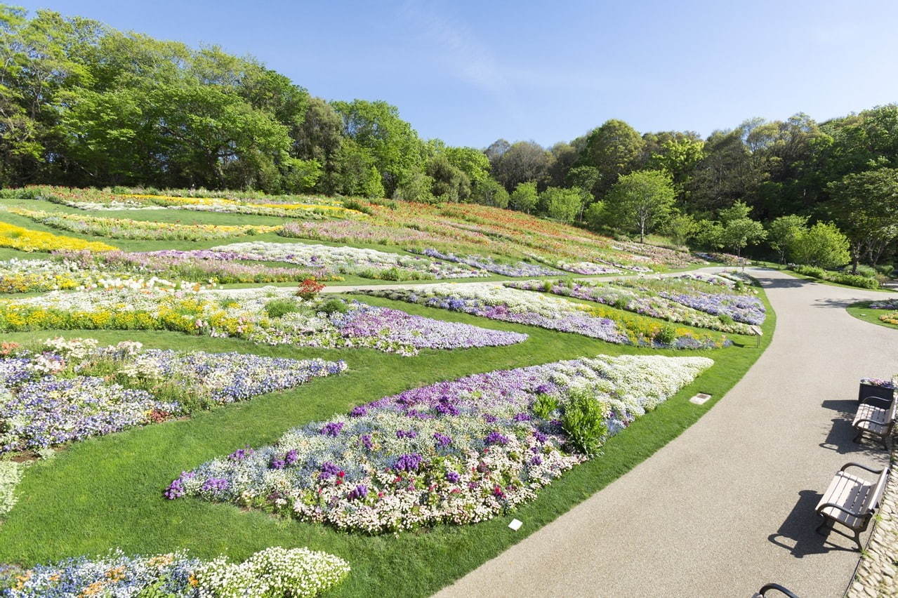 写真7 8 ガーデンネックレス横浜 花と街歩き みなとみらいの桜並木やバラ主役のイベント 山下公園などで ファッションプレス