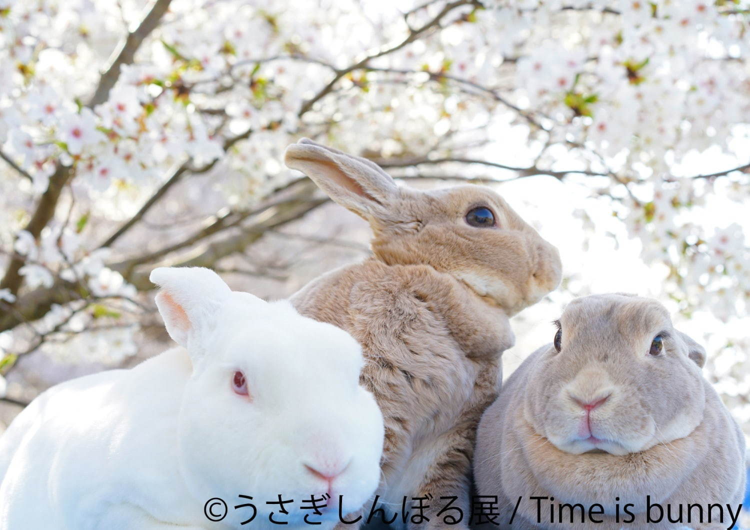 うさぎの合同写真展「うさぎしんぼる展」広島・静岡で、ミニチュア作品などグッズ販売も｜写真6