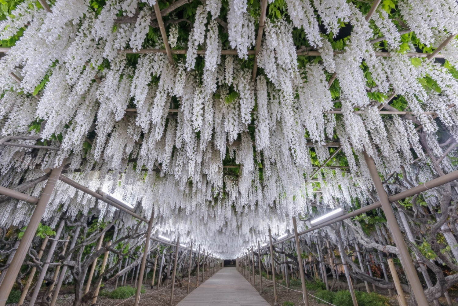 栃木・あしかがフラワーパーク「ふじのはな物語」大藤棚や白藤のトンネルなど350本以上の絶景｜写真12