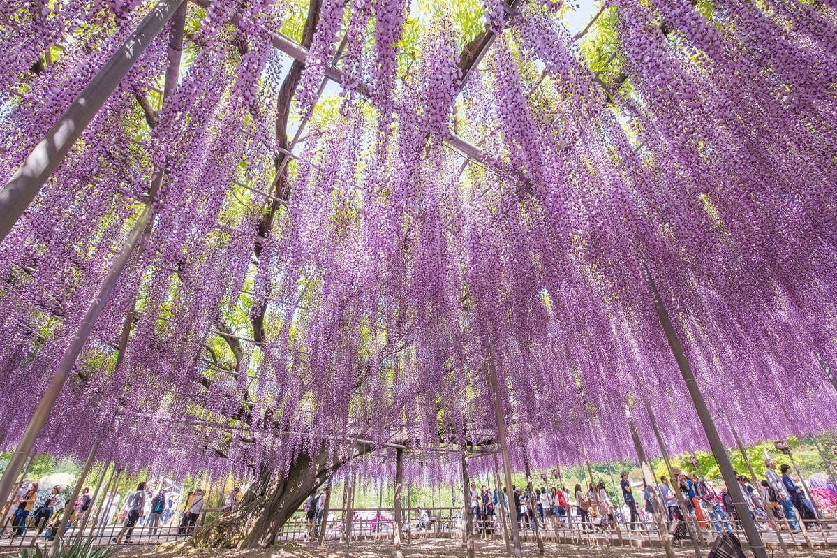 栃木・あしかがフラワーパーク「ふじのはな物語」大藤棚や白藤のトンネルなど350本以上の絶景｜写真8