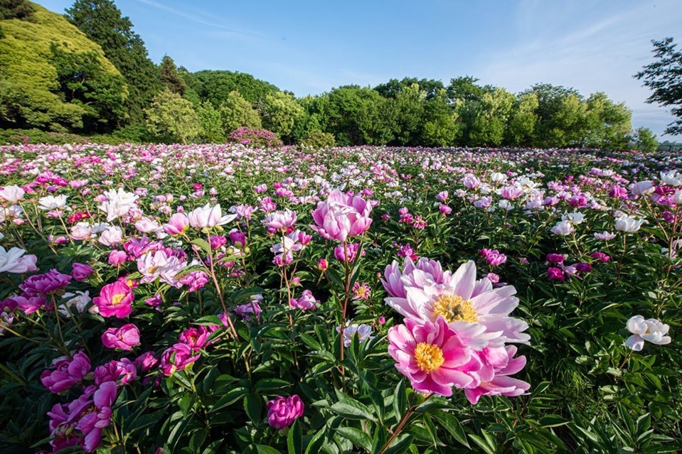 国内最大級の牡丹庭園 つくば牡丹園 茨城に開園 咲き誇る約6万株の牡丹 シャクヤク ファッションプレス