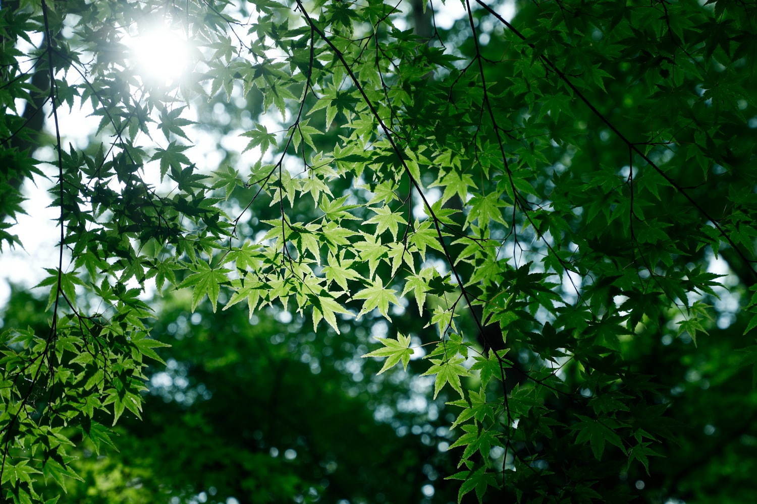 アマン京都、初夏のアフタヌーンティー「水無月」新緑きらめくテラスで“和菓子風”スイーツを嗜む｜写真10