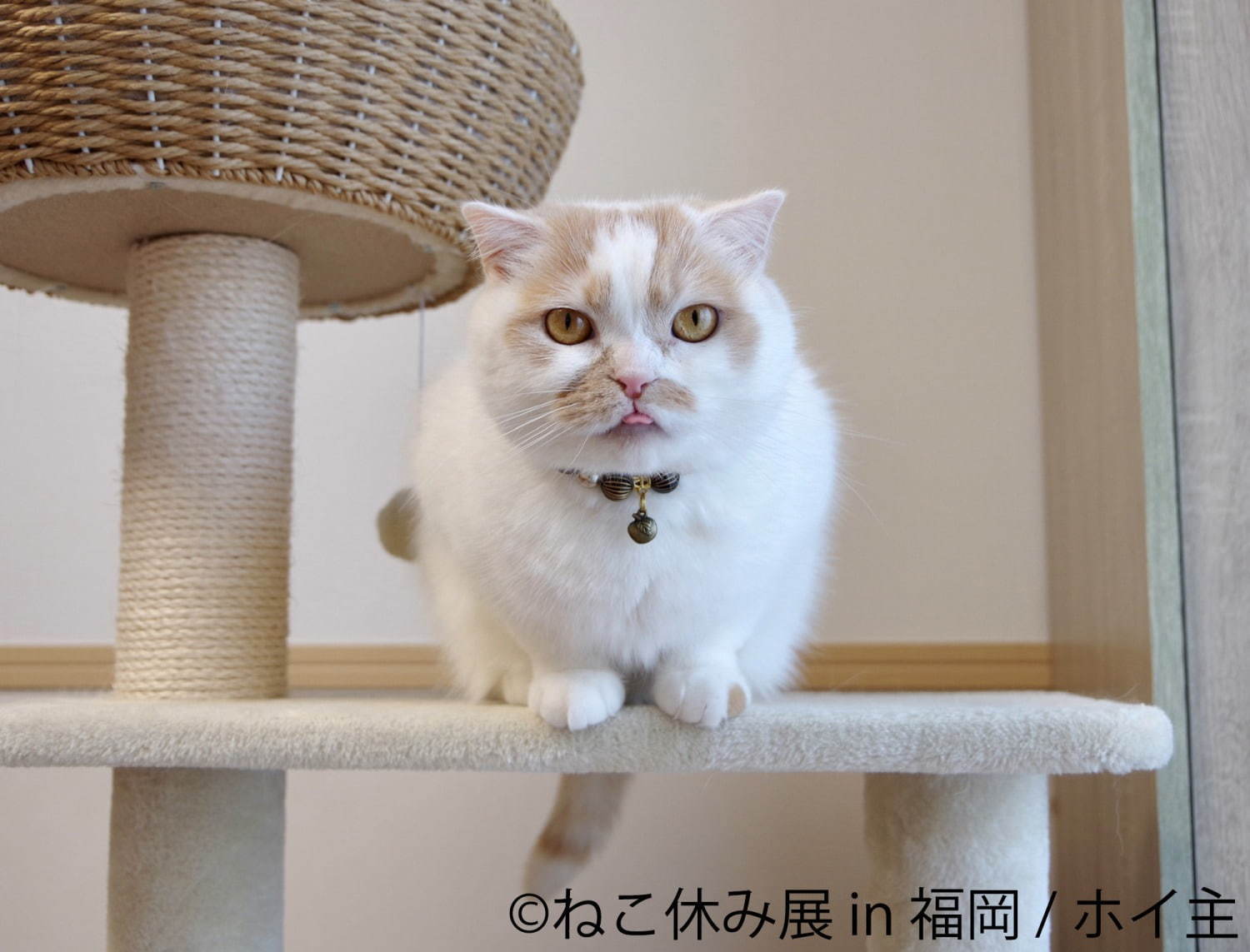 猫の合同写真 物販展 ねこ休み展 4年ぶりに福岡で 人気作から最新作まで集結 限定グッズも ファッションプレス
