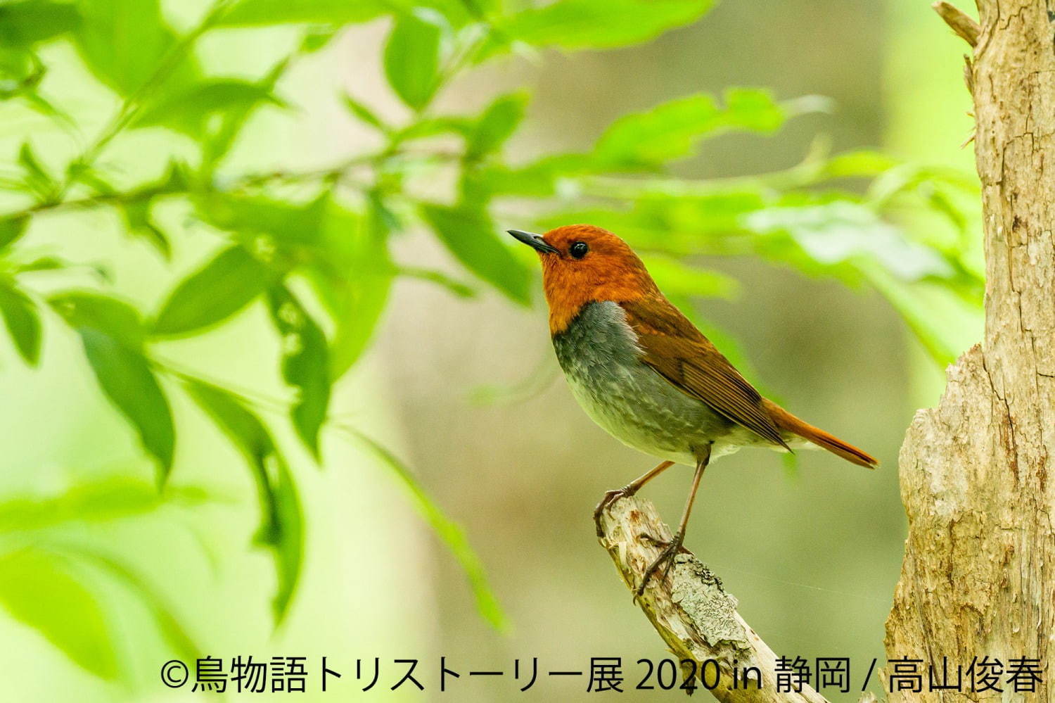 写真1 31 鳥物語トリストーリー展 静岡で 世界一小さいあひる など鳥の写真 ハンドメイドグッズが集結 ファッションプレス