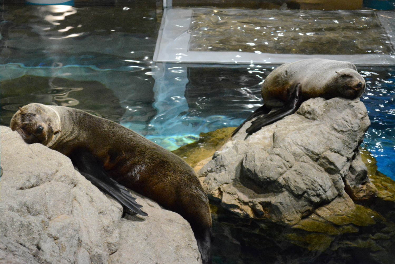 写真5 5 京都水族館 夜のすいぞくかん 夜だけの幻想的な空間演出 期間限定で開催 ファッションプレス