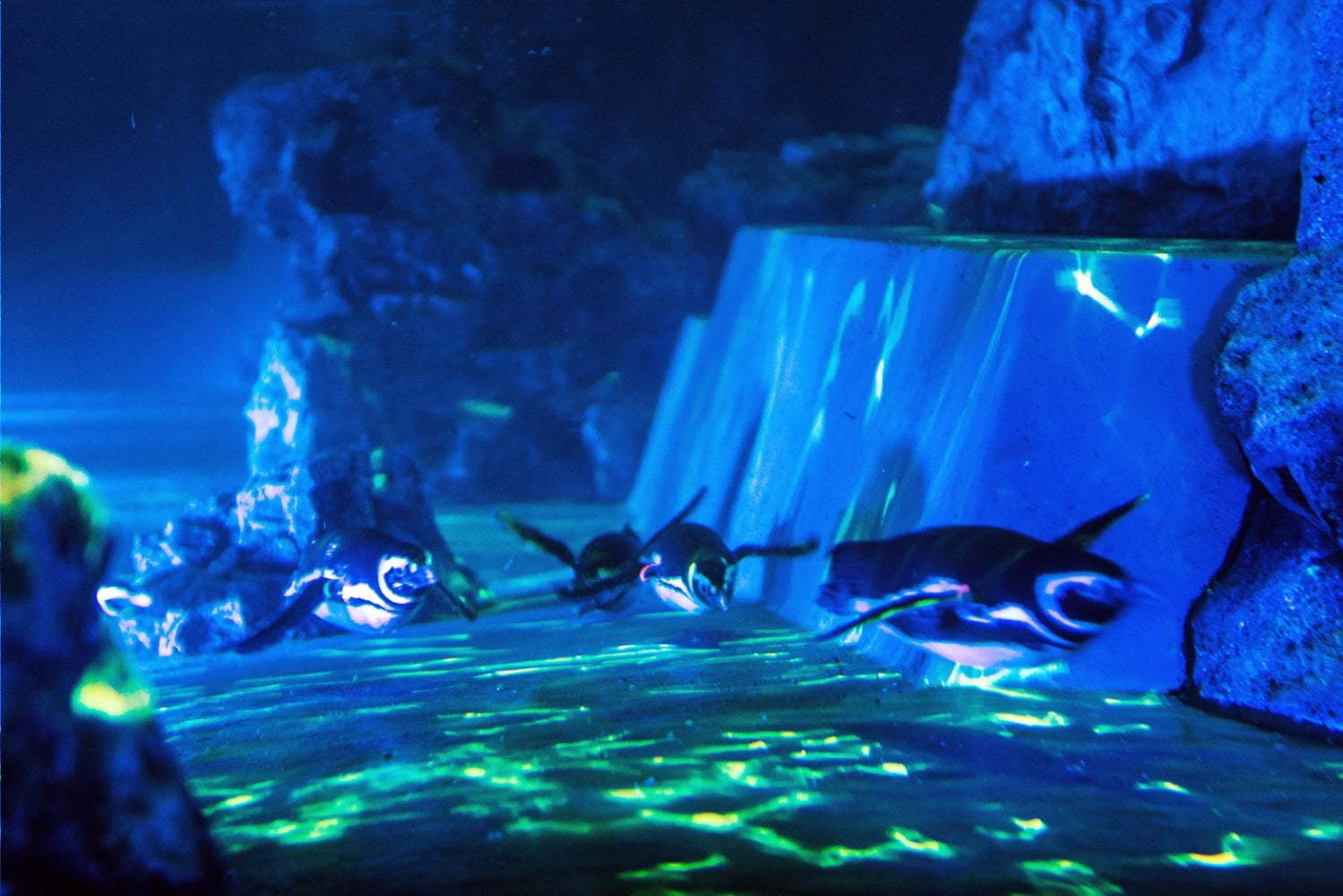 すみだ水族館 夏夜に咲く水中花火 ペンギン 共演ショー ペンギン花火 水中でペンギンと花火が戯れる ファッションプレス