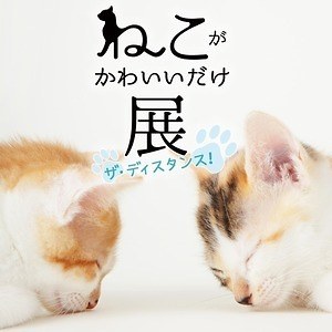 ねこがかわいいだけ展 渋谷ヒカリエで 愛らしいネコ写真 動画2 000点が集結 ファッションプレス