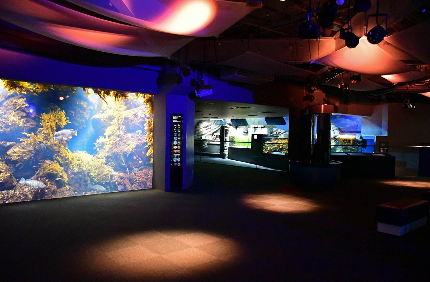 「新江ノ島水族館」クラゲが主役の限定イベント、”秋の海中散歩”がテーマの展示も｜写真2