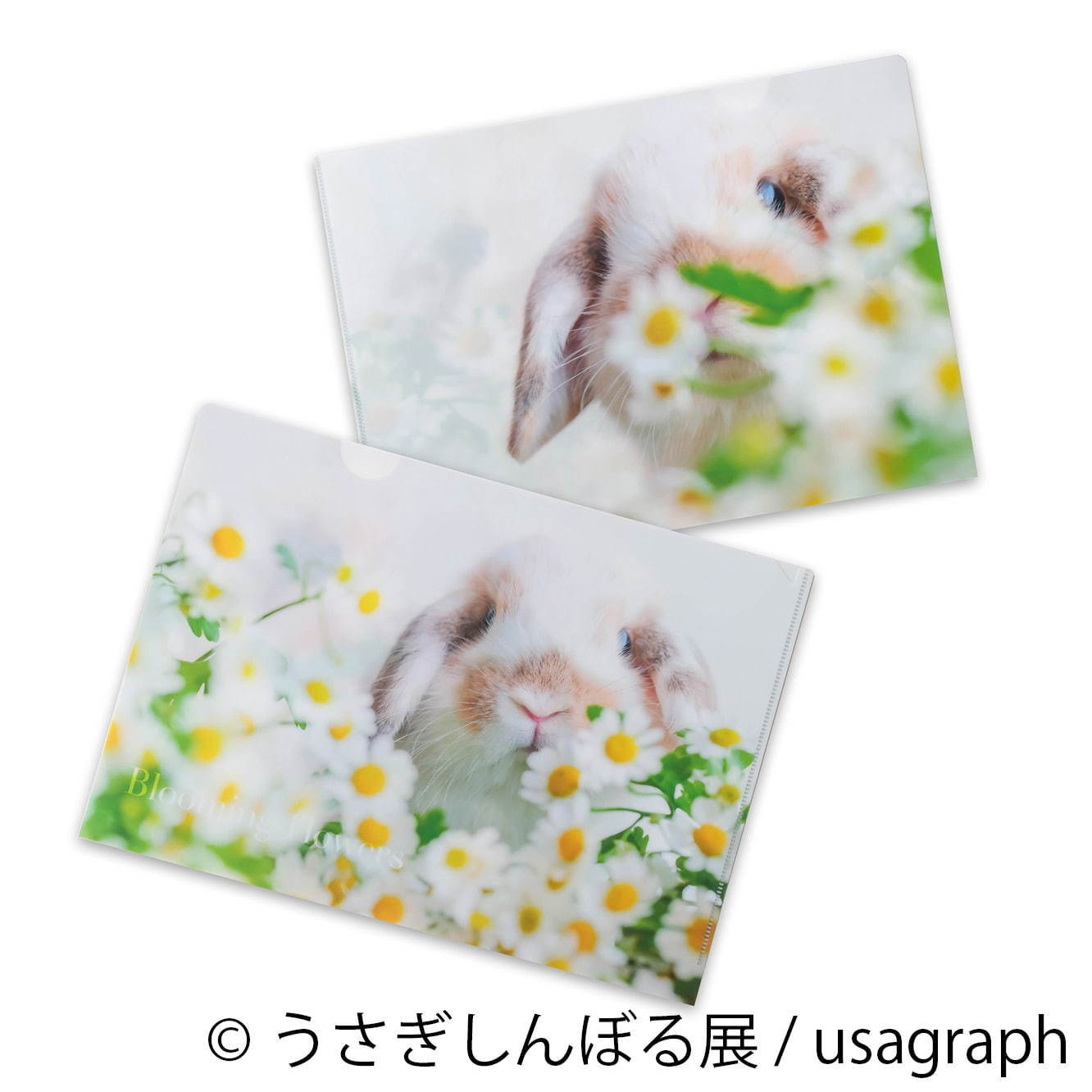 うさぎの合同写真展「うさぎしんぼる展」東京・名古屋で、過去最大規模の作品展示＆グッズ販売も｜写真20