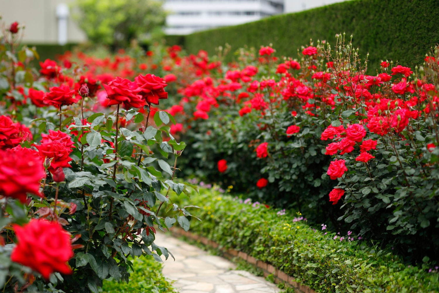 写真1 11 赤いバラ3万輪が咲く屋上庭園 ホテルニューオータニ 東京 に ピエール エルメ パリのスイーツも ファッションプレス