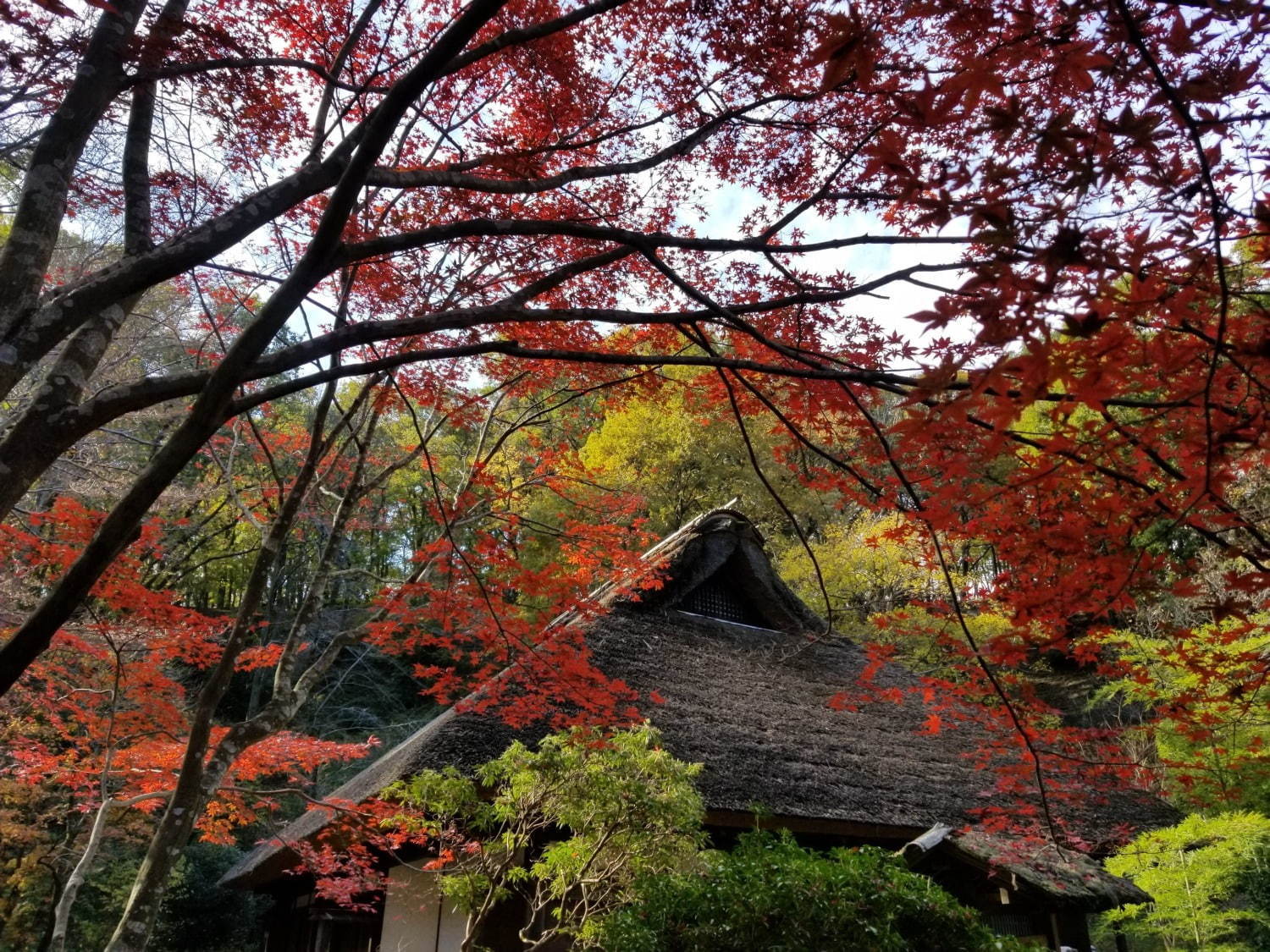 町田薬師池公園四季彩の杜で「紅葉まつり」自然豊かな敷地内で紅葉鑑賞、夜間はライトアップも｜写真5