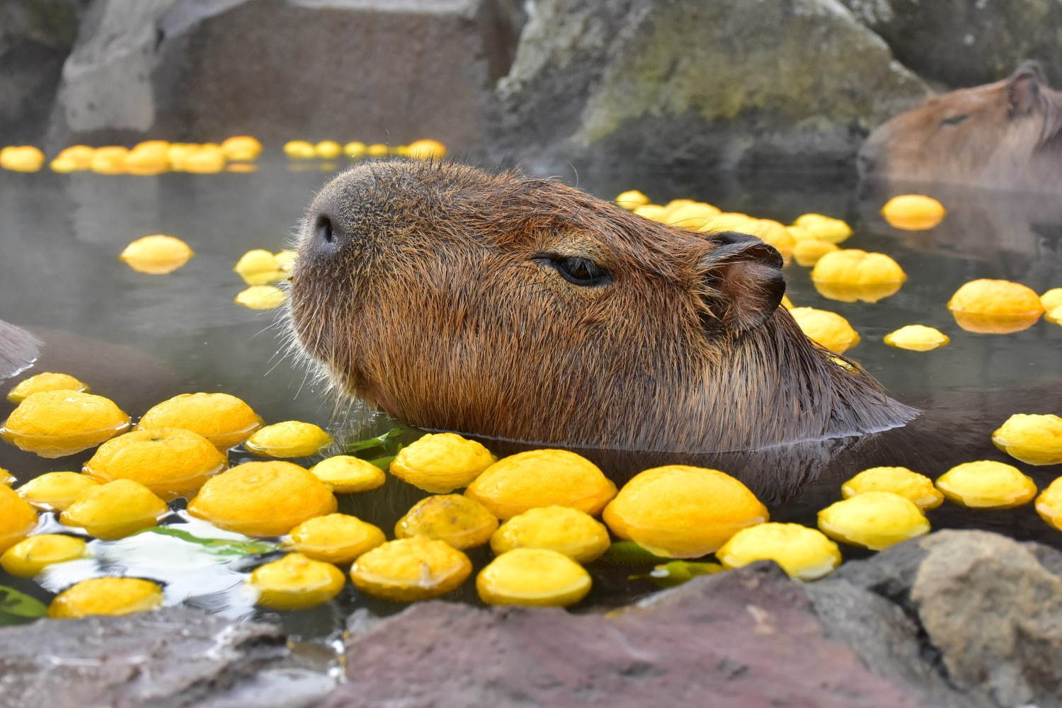 写真9 9 元祖カピバラの露天風呂 伊豆シャボテン動物公園で カピバラがお風呂につかる癒し系イベント ファッションプレス