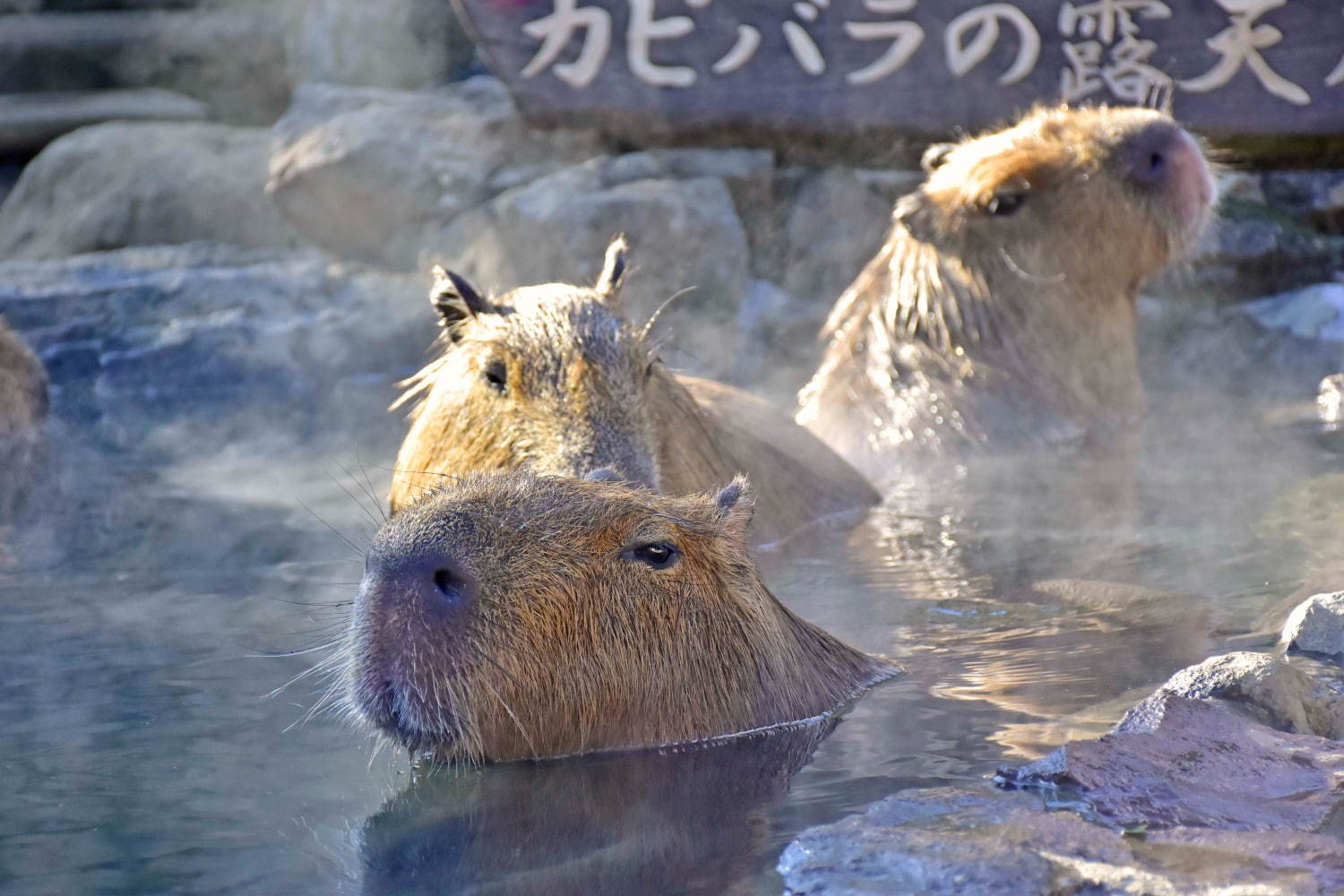 写真5 9 元祖カピバラの露天風呂 伊豆シャボテン動物公園で カピバラがお風呂につかる癒し系イベント ファッションプレス