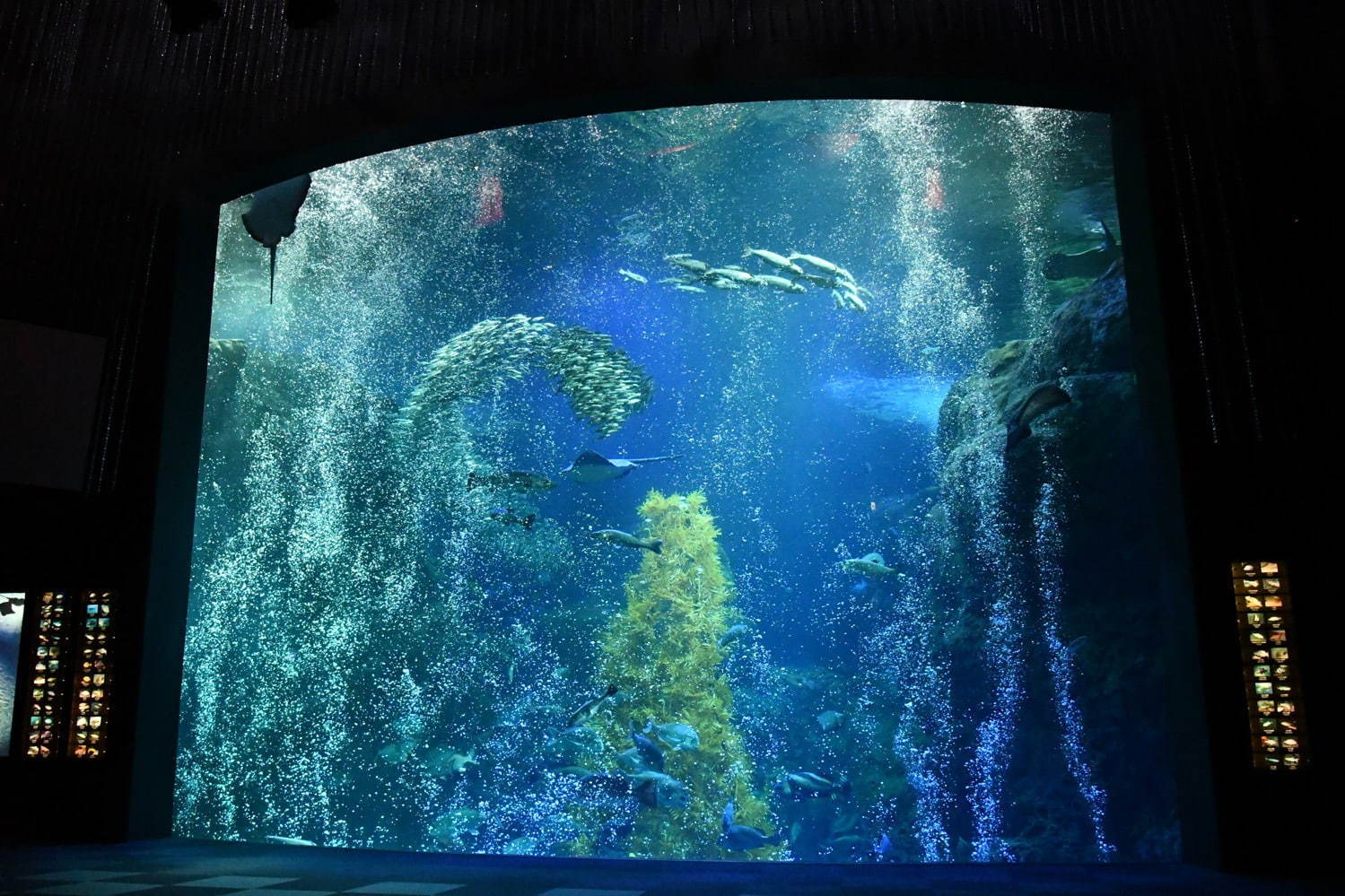 新江ノ島水族館の冬イベント「ジュエリウム」宝石の透明感・色彩・輝きを表現した展示＆演出｜写真8