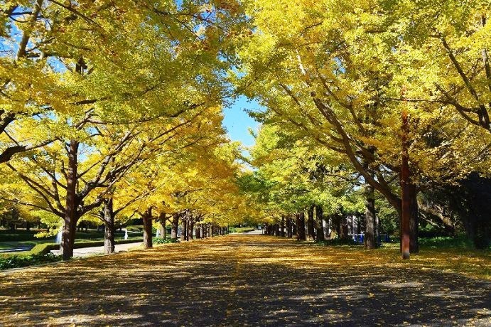 “秋の紅葉ライトアップ”が東京・国営昭和記念公園で、イチョウ並木＆日本庭園に美しい光の演出｜写真2