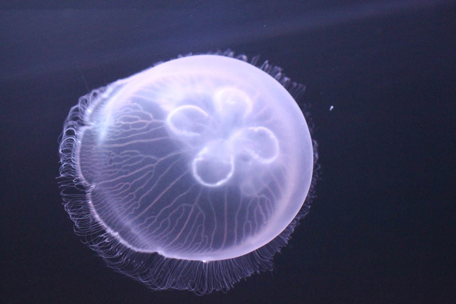 関東最大級のミズクラゲ展示が「アクアワールド茨城県大洗水族館」で、夜限定イルカショーも｜写真3