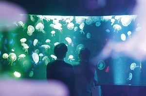 京都水族館の冬イベント クラゲ15種を象ったガラスランプの光の空間 幻想的なクラゲの映像演出も ファッションプレス