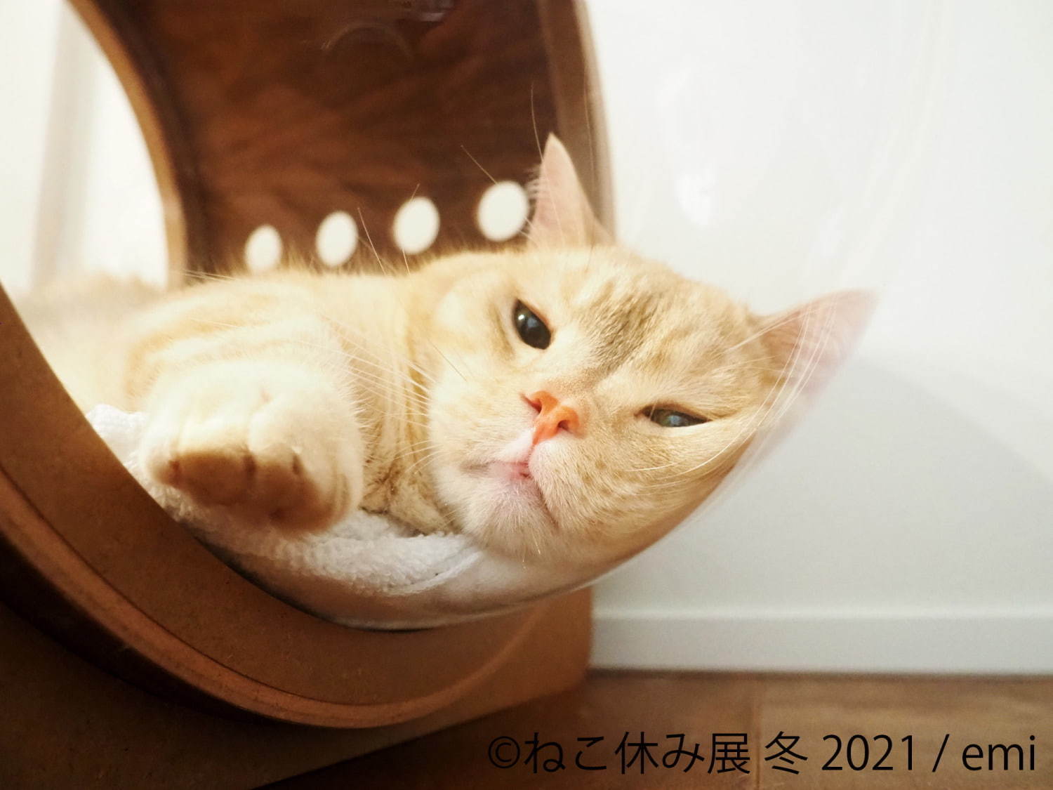 猫の合同写真 物販展 ねこ休み展 が東京 浅草橋で スター猫 の未公開作品展示や限定グッズ ファッションプレス