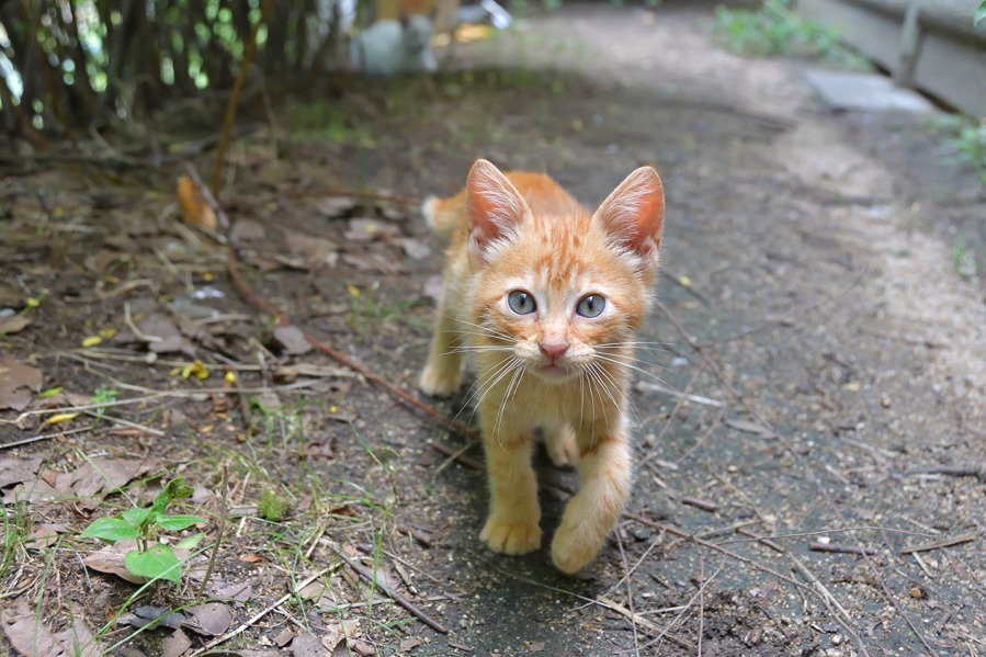 “もふもふの祭典”「もふあつめ展」大阪・天王寺で、猫をはじめ動物の写真や雑貨など800点以上｜写真15