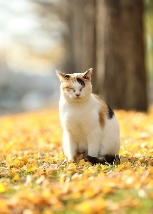 もふもふの祭典 もふあつめ展 大阪 天王寺で 猫をはじめ動物の写真や雑貨など800点以上 ファッションプレス