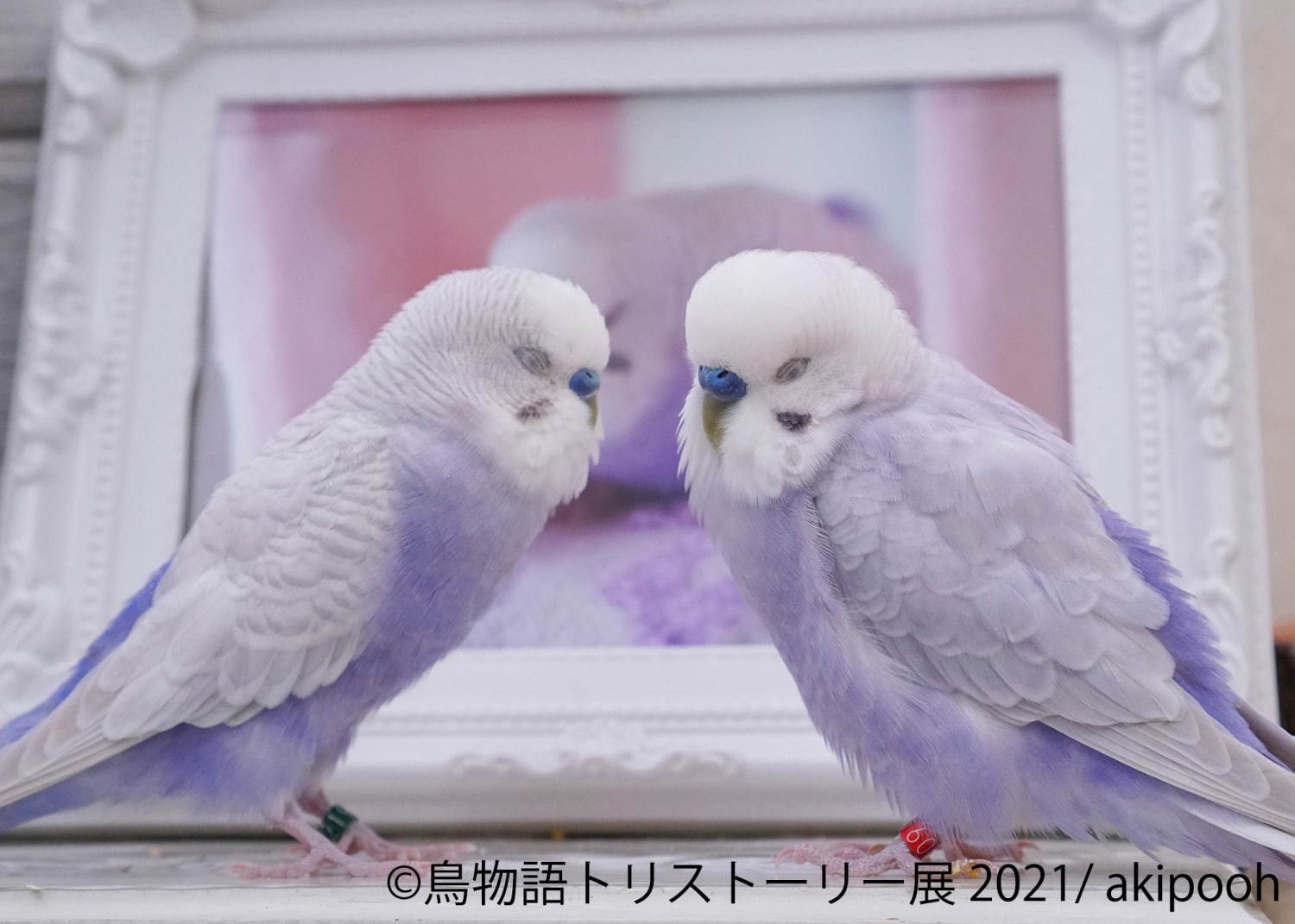 物語トリストーリー展 東京 名古屋で 幻の鳥 やインコの美しい写真 人気クリエイターのグッズも ファッションプレス