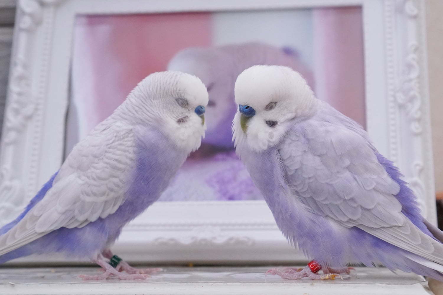 物語トリストーリー展 東京 名古屋で 幻の鳥 やインコの美しい写真 人気クリエイターのグッズも ファッションプレス