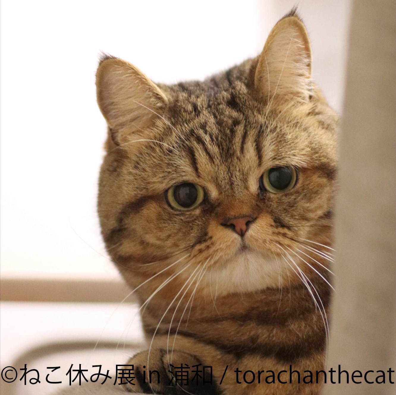 写真5 27 猫の合同写真展 ねこ休み展 浦和パルコで ほんわか癒し系 猫写真を展示 限定グッズ販売も ファッションプレス