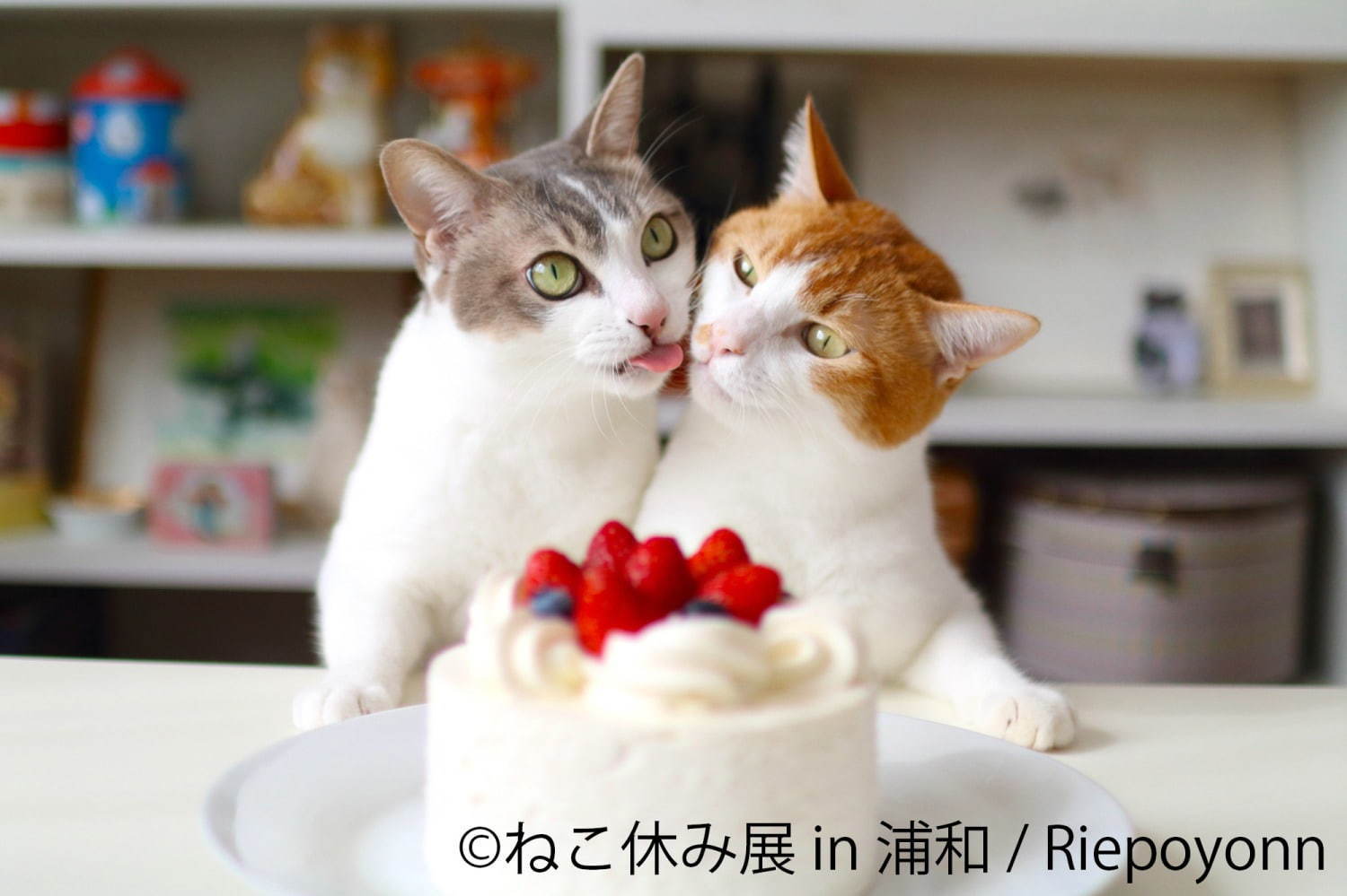 猫の合同写真展 ねこ休み展 浦和パルコで ほんわか癒し系 猫写真を展示 限定グッズ販売も ファッションプレス