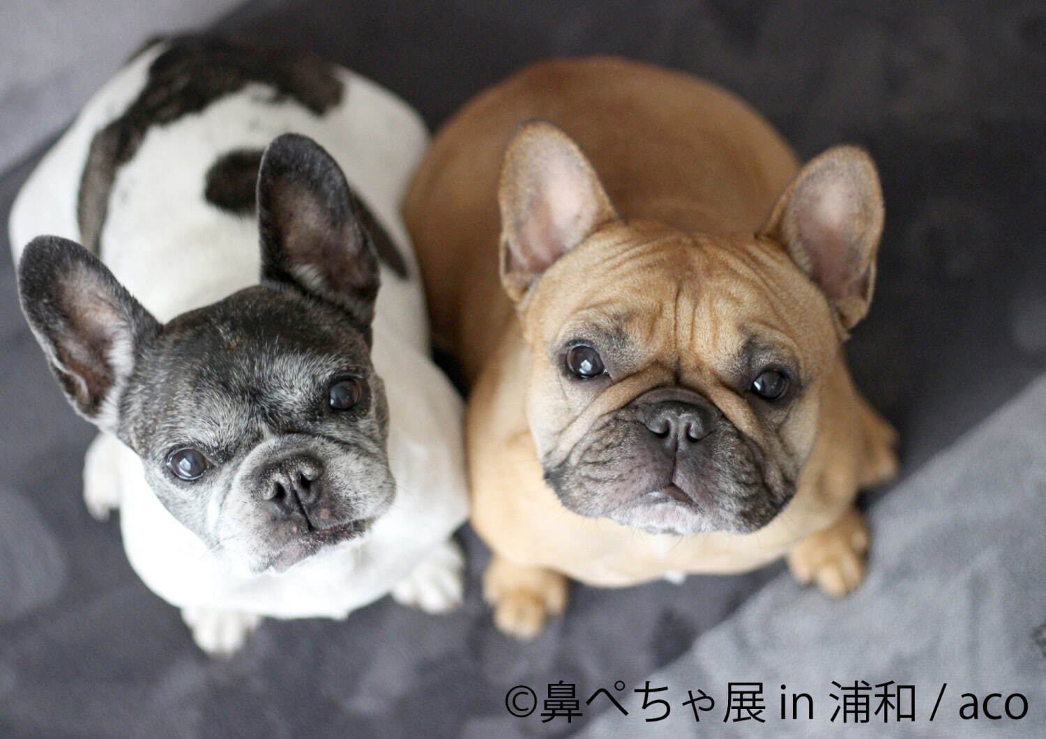 鼻ぺちゃ犬 の合同写真展 物販展が埼玉 浦和に初上陸 チワワの作品やパグの限定グッズ ファッションプレス