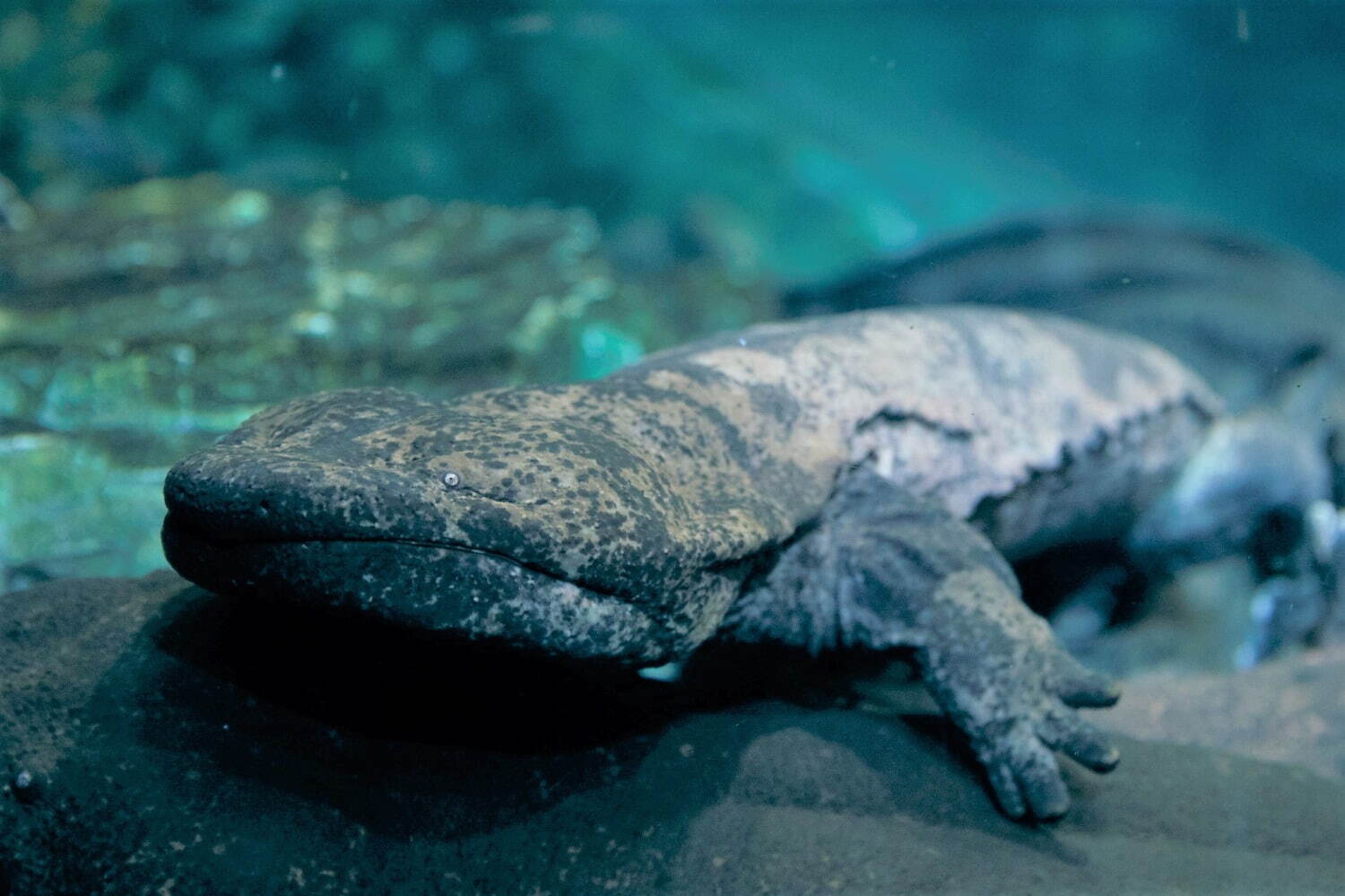 京都水族館「夜のすいぞくかん」幻想的な照明で空間演出、夜ならではのいきものたちの姿も｜写真8